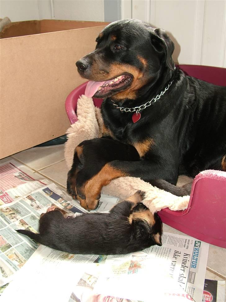 Rottweiler Qato - På vej ned i mælkebaren hovedet først billede 8