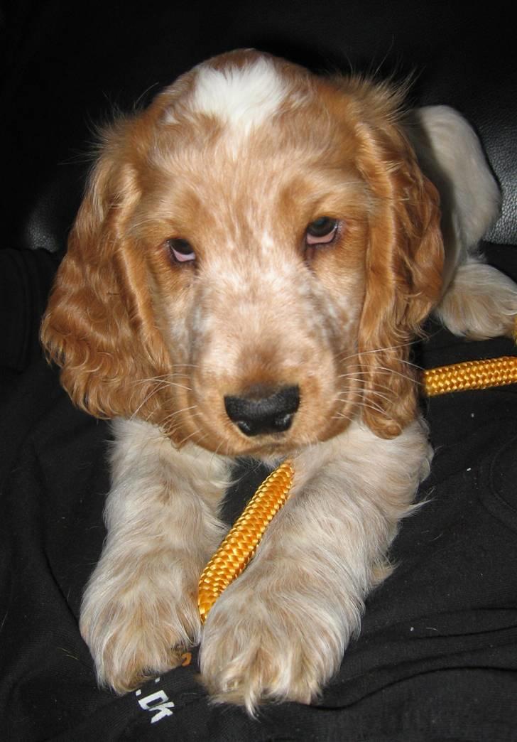 Cocker spaniel Buster billede 6