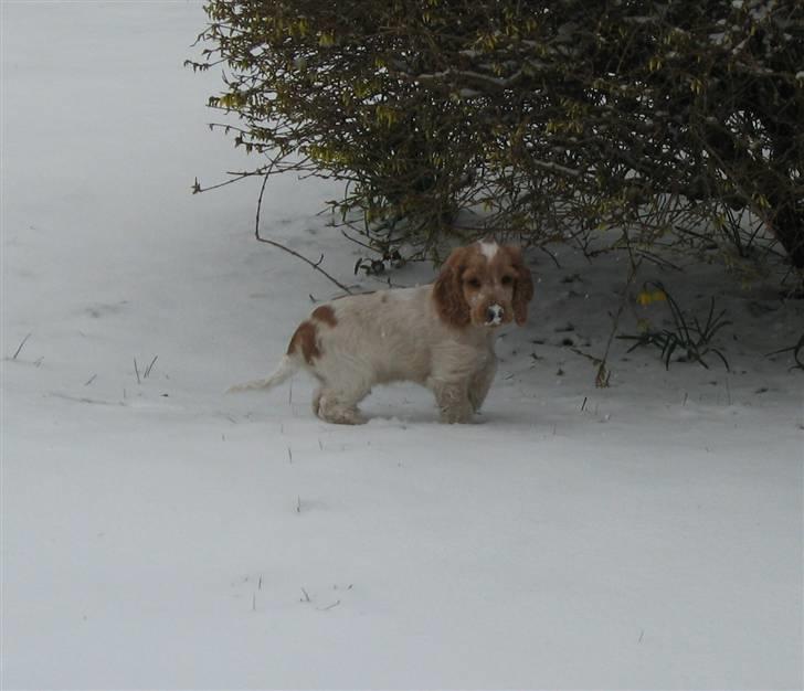 Cocker spaniel Buster - Busters første snevejr billede 7