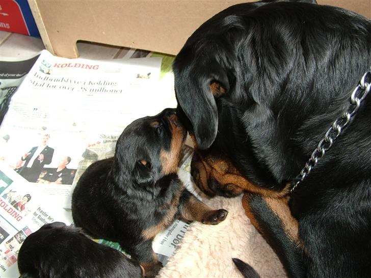 Rottweiler Qato - Angriber lige mor... Ingen er større end de kan ligge ned... billede 9