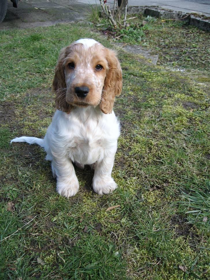 Cocker spaniel Buster billede 8