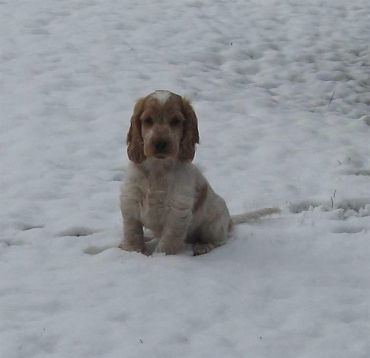 Cocker spaniel Buster billede 9