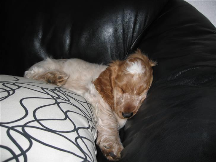 Cocker spaniel Buster billede 10