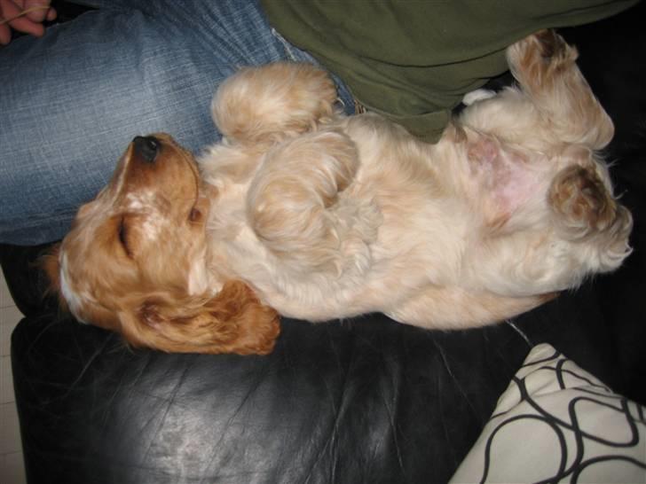 Cocker spaniel Buster billede 11