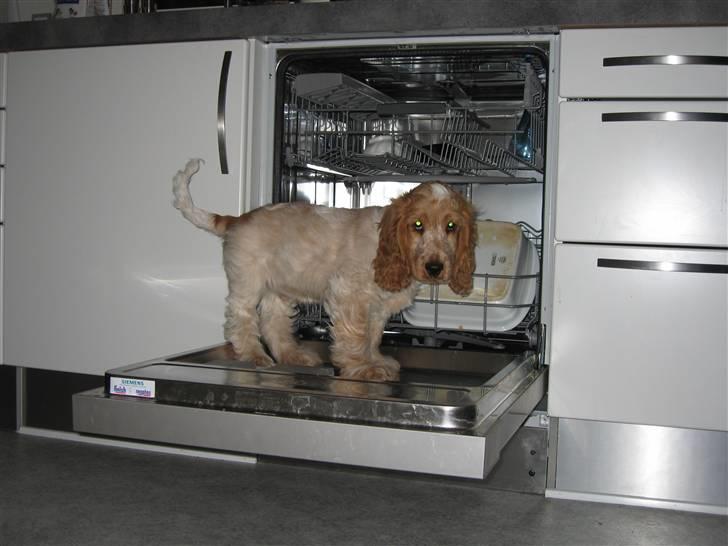 Cocker spaniel Buster billede 12