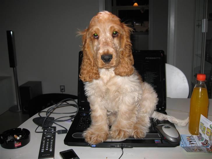 Cocker spaniel Buster billede 13