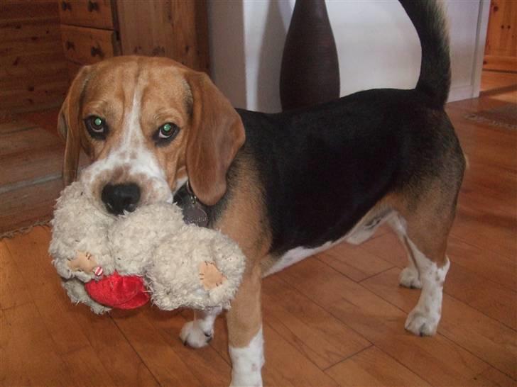 Beagle Bobby - Bamser, bamser, bamser - Han elsker bare bamser! ;D billede 16