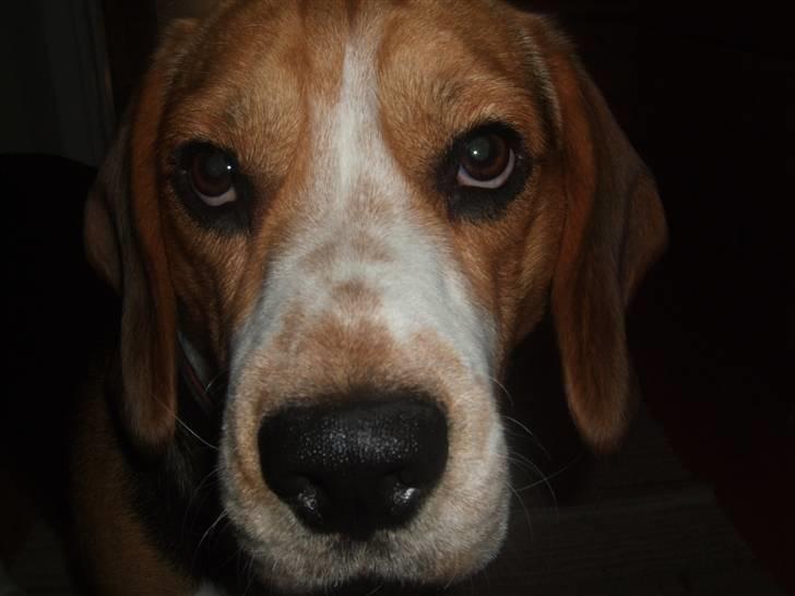 Beagle Bobby billede 17