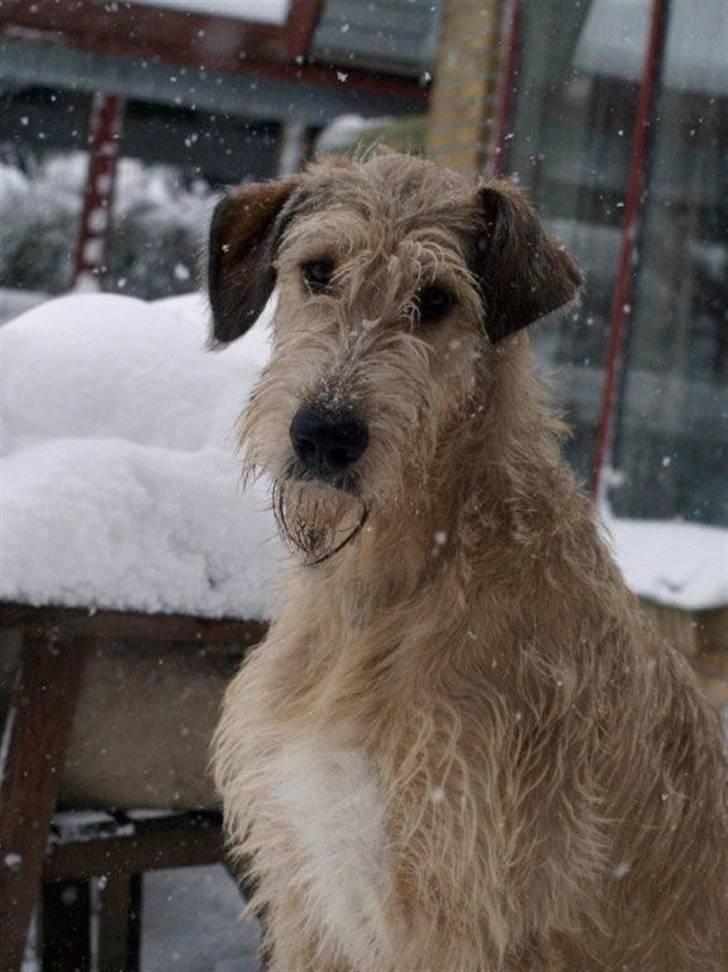 Irsk ulvehund Anouk billede 1