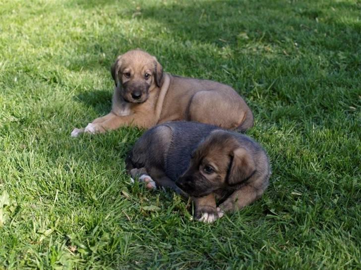 Irsk ulvehund Anouk - Anouk sammen med søster Alanis (Anouk ligger bagerst) billede 3