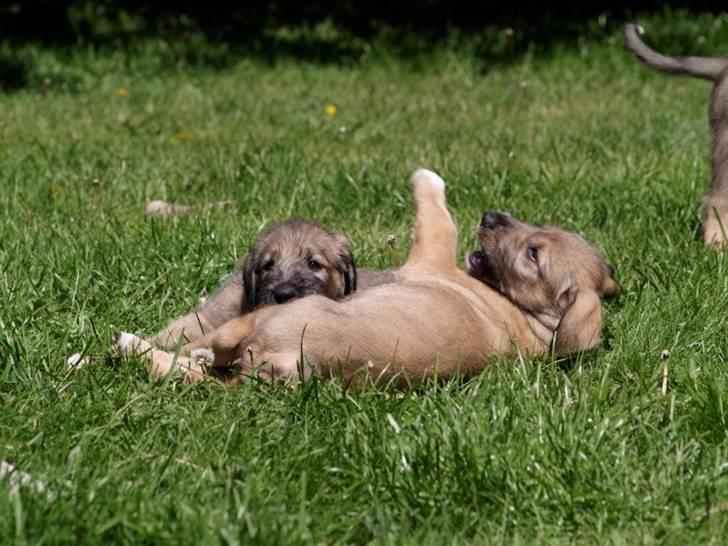 Irsk ulvehund Anouk - Anouk forrest billede 5