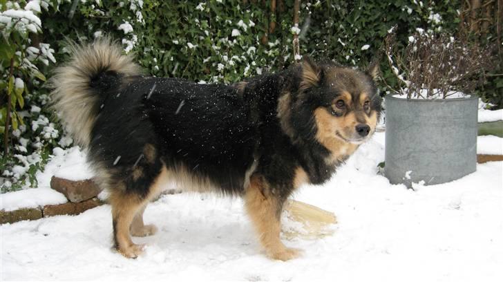 Finsk lapphund Lapinlempi Mille billede 6