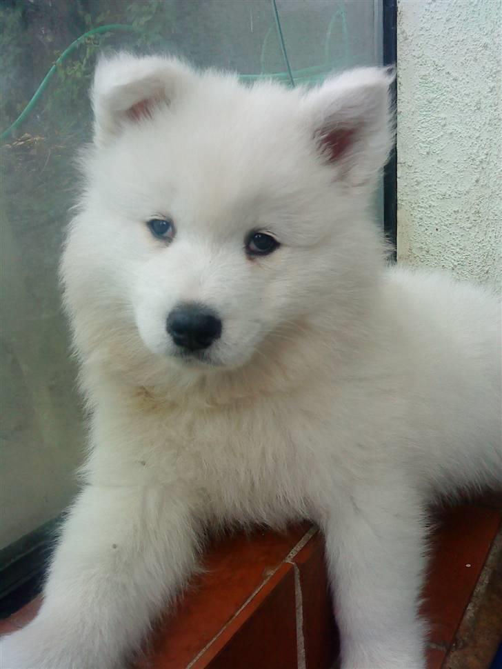 Samojedhund Dino R.I.P 15-01-2010 billede 1