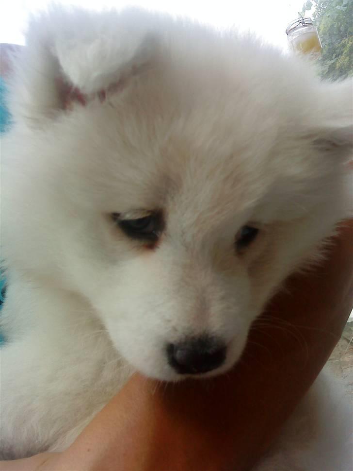 Samojedhund Dino R.I.P 15-01-2010 billede 2