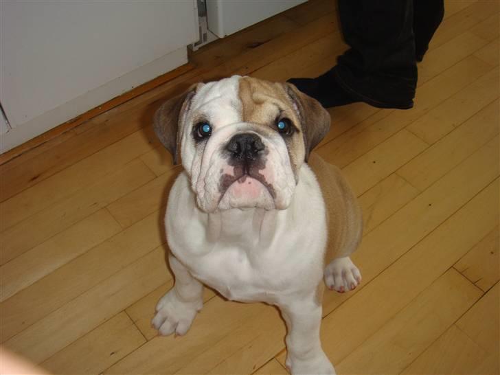 Engelsk bulldog Frida billede 1