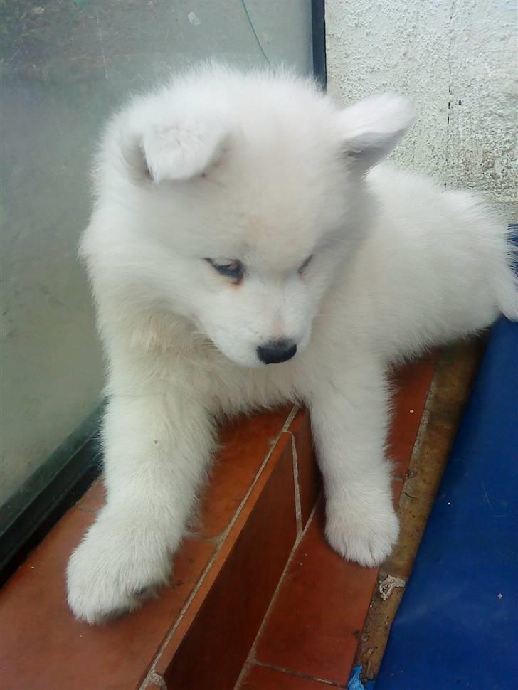 Samojedhund Dino R.I.P 15-01-2010 billede 3