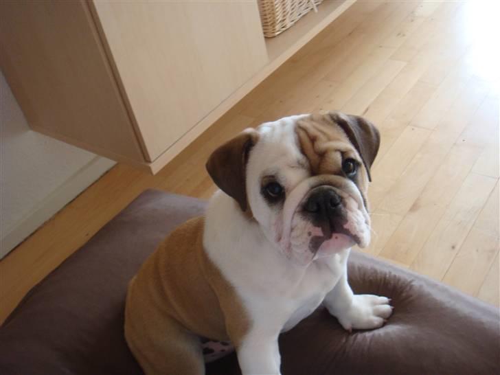 Engelsk bulldog Frida billede 2
