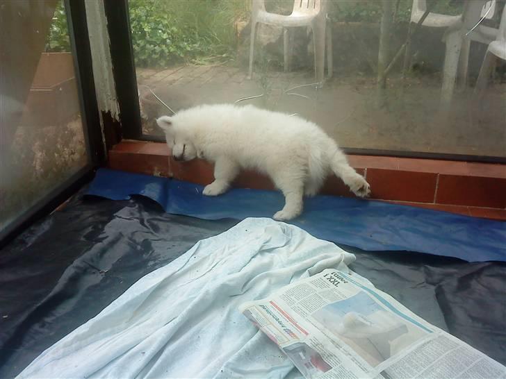 Samojedhund Dino R.I.P 15-01-2010 billede 4