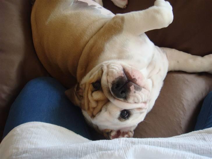 Engelsk bulldog Frida billede 3