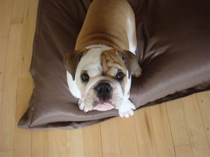 Engelsk bulldog Frida billede 4