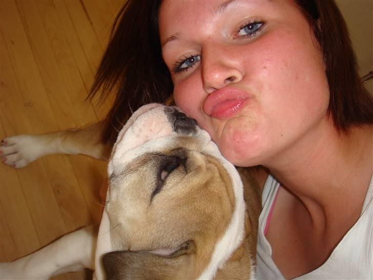 Engelsk bulldog Frida billede 5