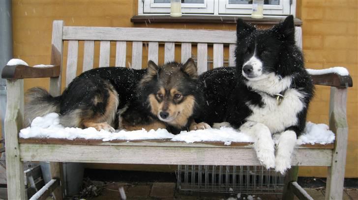 Finsk lapphund Lapinlempi Mille billede 7