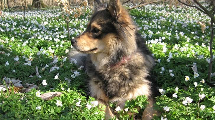 Finsk lapphund Lapinlempi Mille billede 8