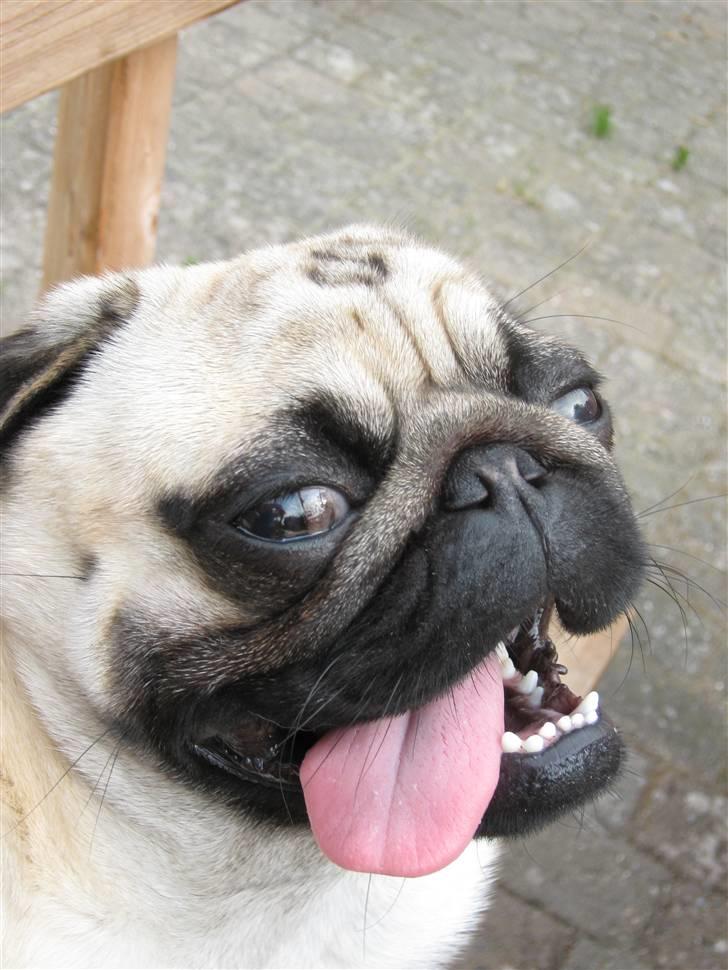 Mops Ibber *R.I.P* - Her og velkommen til Ibbers profil (aka Ibbergris) <3 billede 1