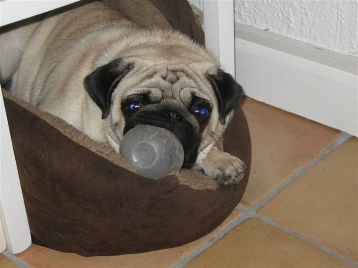 Mops Ibber *R.I.P* - Frække fyr:D billede 2