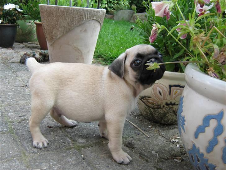 Mops Ibber *R.I.P* billede 3