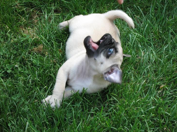 Mops Ibber *R.I.P* - Dræber Ibber.... billede 7