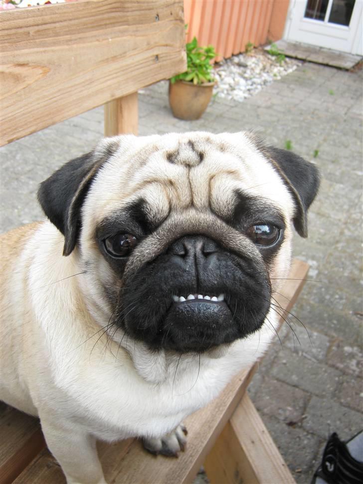 Mops Ibber *R.I.P* - Ibbers scoreblik;o) billede 10