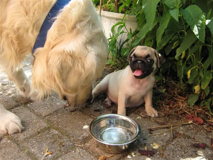 Mops Ibber *R.I.P* - Første møde med vores anden hund :) gik godt billede 11