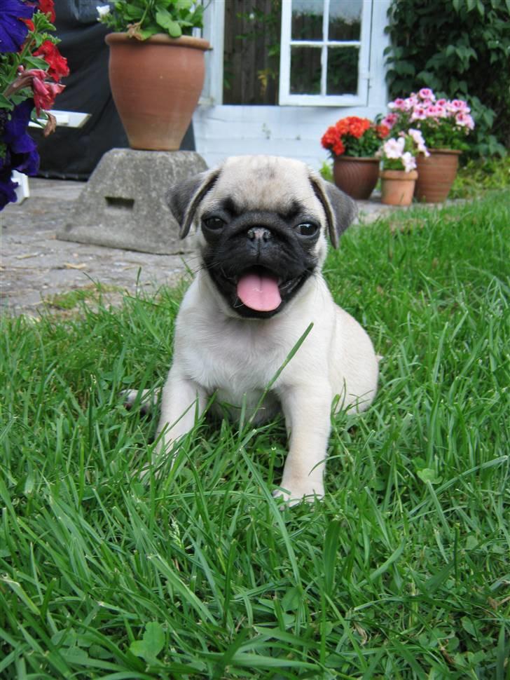 Mops Ibber *R.I.P* billede 13