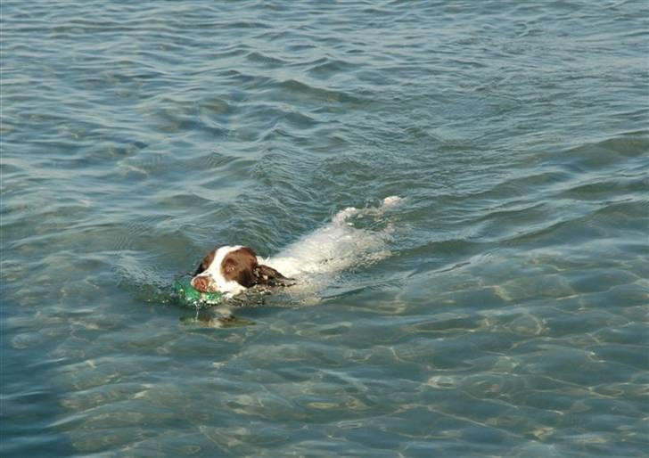 Field Trial spaniel Emma - Jeg eeeelsker at svømme :D billede 6