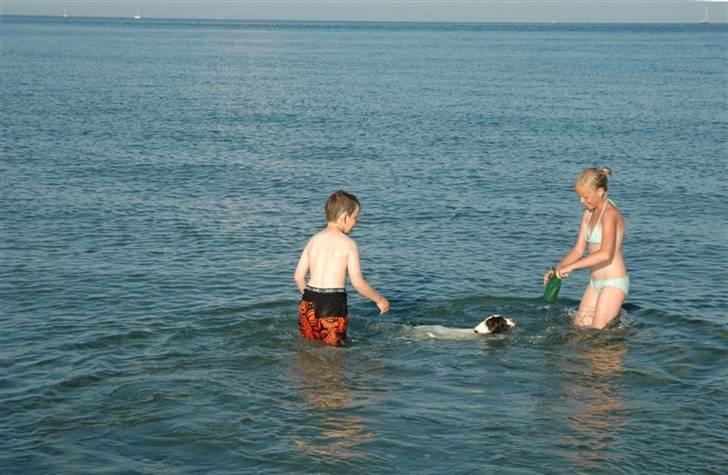 Field Trial spaniel Emma - Her er jeg ude og svømme med Sofie og Gustav billede 7
