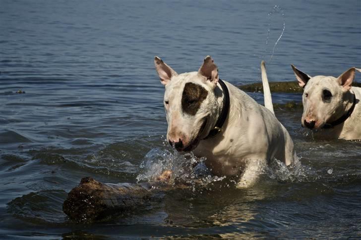 Bullterrier Kalle Kæphøj fik fred d.18.08.2011 billede 16