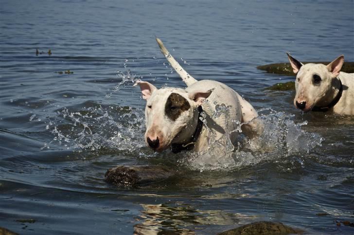 Bullterrier Kalle Kæphøj fik fred d.18.08.2011 billede 17