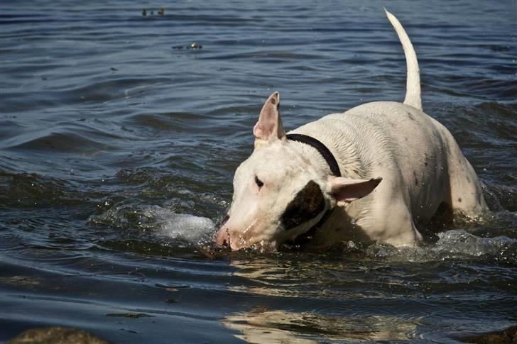 Bullterrier Kalle Kæphøj fik fred d.18.08.2011 billede 18