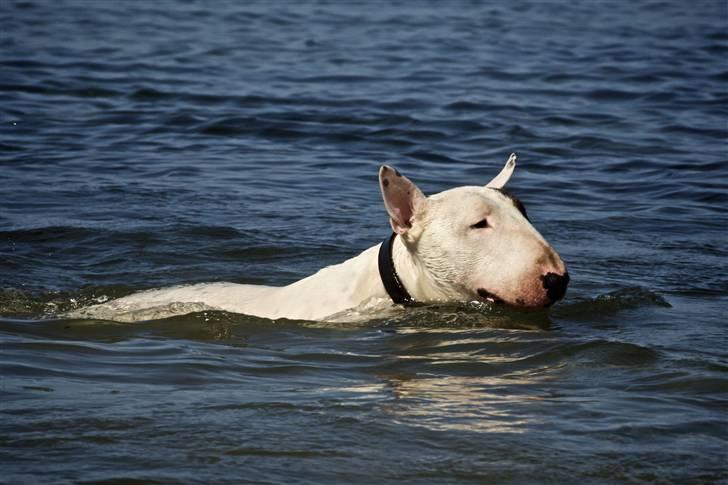 Bullterrier Kalle Kæphøj fik fred d.18.08.2011 billede 19