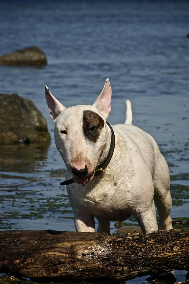 Bullterrier Kalle Kæphøj fik fred d.18.08.2011 billede 20
