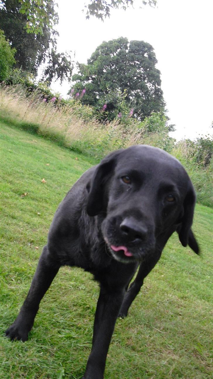 Labrador retriever Nelly - Nelly rækker tunge d: bølget tunge?? billede 9