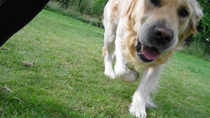 Golden retriever Tempo - Tempo der kommer løbende ude i haven ;D billede 10