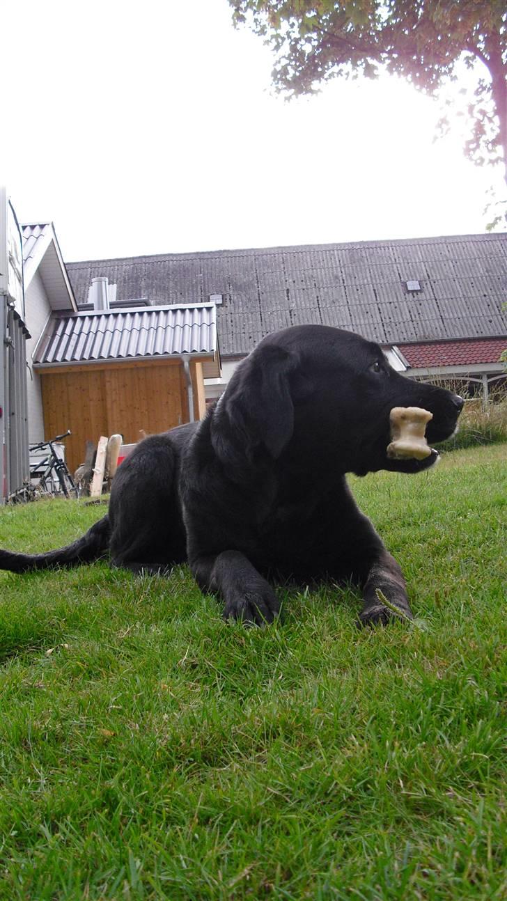 Labrador retriever Nelly - Nelly i haven med sit kødben :) billede 10