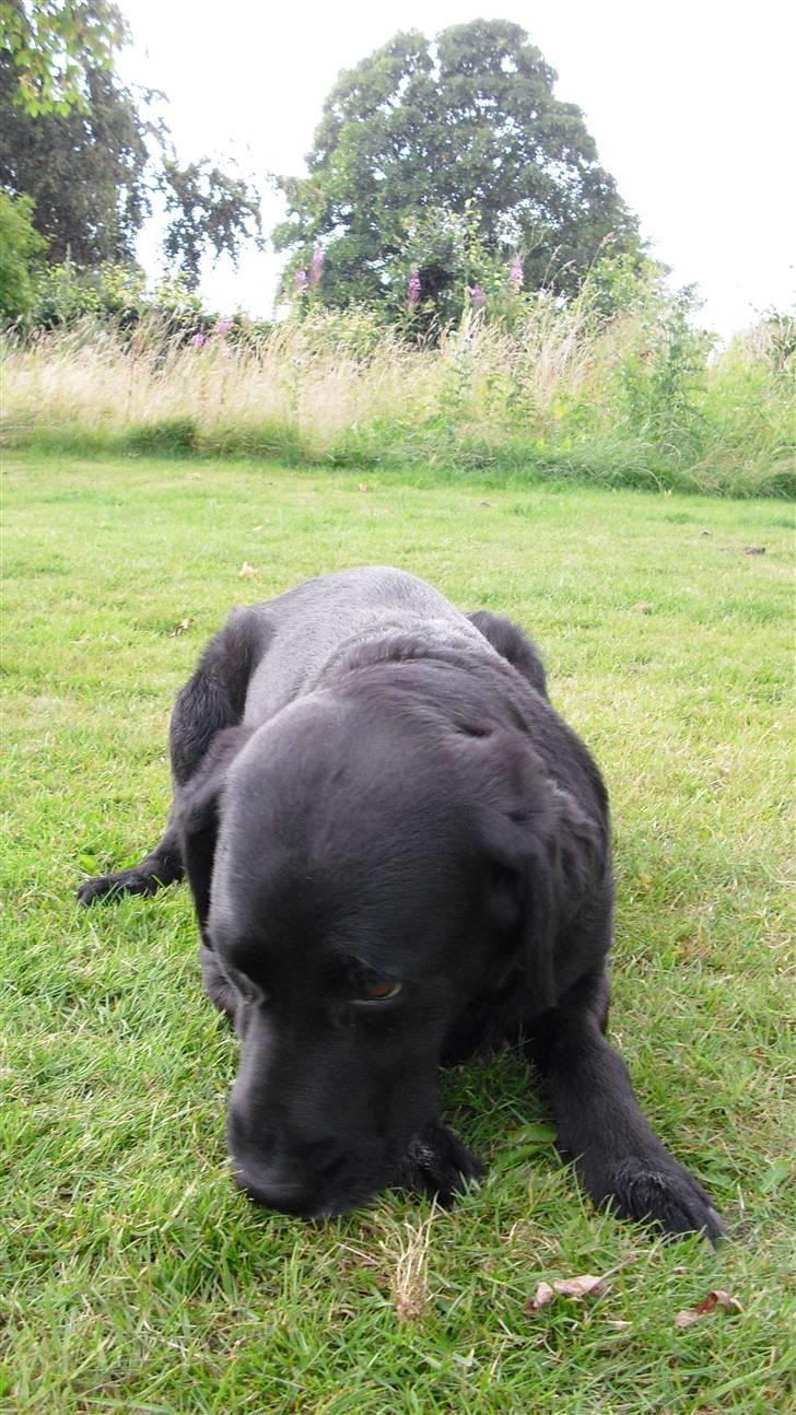Labrador retriever Nelly - Nelly: "undskyld.." billede 11
