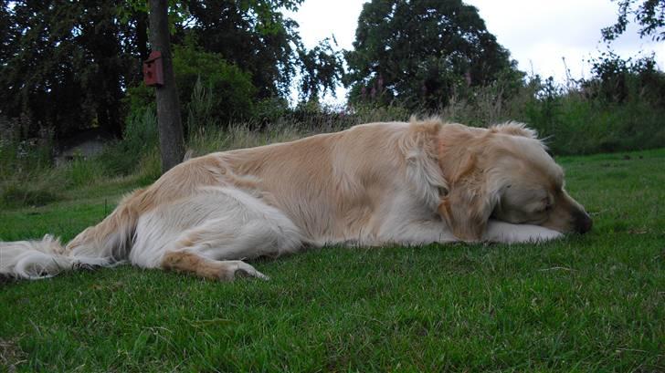 Golden retriever Tempo - Tempo der ligger ude i haven og gnaver på sit kødben :) billede 12