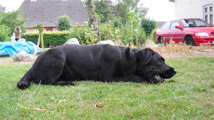 Labrador retriever Nelly - Nelly der ligger i haven og gnaver i sit kødben d: billede 12