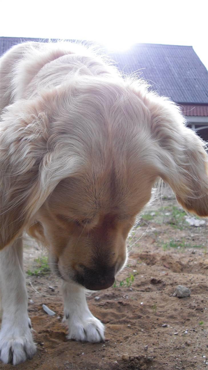Golden retriever Tempo - Tempo er meget facineret af sandkorn ;) han kan bruge flere timer på at kigge ned i jorden! xD skøre hund :D billede 13