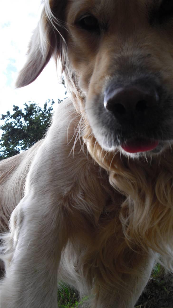 Golden retriever Tempo - Hehe, hvor er han sød :) billede 14