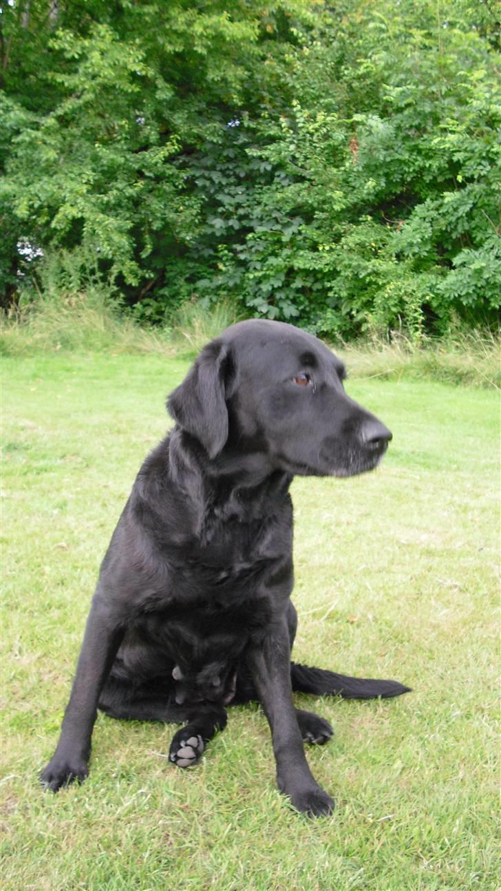 Labrador retriever Nelly - Nelly der sidder og slapper af i haven :D billede 13